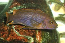 Image of Iodotropheus sprengerae (Lavender mbuna)