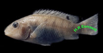 Image of Iranocichla hormuzensis 