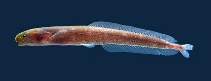 Image of Isichthys henryi 