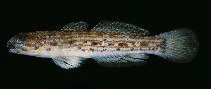 Image of Istigobius hoesei (Hoese\