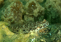 Image of Istigobius nigroocellatus (Black-spotted goby)