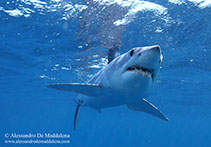 Image of Isurus oxyrinchus (Shortfin mako)