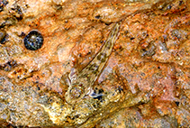 Image of Istiblennius unicolor (Pallid rockskipper)