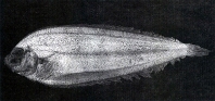 Image of Japonolaeops dentatus 