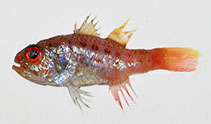 Image of Jaydia erythrophthalma 