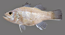 Image of Jaydia novaeguineae 