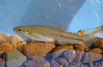 Image of Jenynsia unitaenia (Onestriped livebearer)