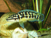 Image of Julidochromis transcriptus (Masked julie)