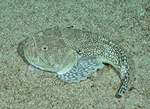 Image of Kathetostoma averruncus (Smooth stargazer)