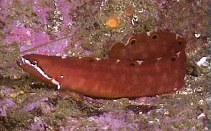 Image of Kasatkia seigeli (Six-spot prickleback)