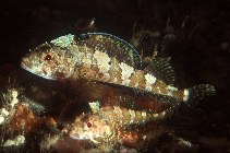 Image of Karalepis stewarti (Scaly-headed triplefin)