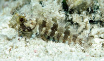 Image of Gobioclinus bucciferus (Puffcheek blenny)