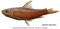 Image of Labeobarbus compiniei 