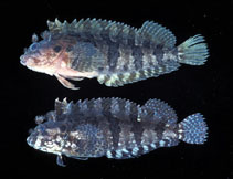 Image of Labrisomus cricota (Mock blenny)