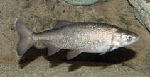 Image of Lavinia exilicauda (Hitch)