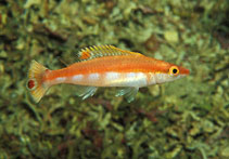 Image of Lappanella fasciata 