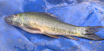 Image of Labeo forskalii 