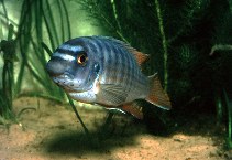 Image of Labeotropheus fuelleborni (Blue mbuna)