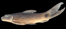 Image of Labeo fulakariensis 