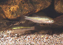 Image of Squalius ghigii (Rhodes minnow)