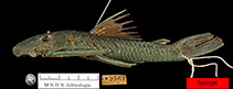 Image of Lasiancistrus guacharote 