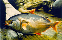 Image of Lampris immaculatus (Southern opah)