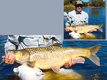 Image of Labeobarbus kimberleyensis (Largemouth yellowfish)