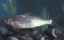 Image of Labiobarbus lineatus 