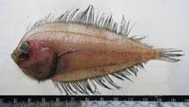 Image of Laeops macrophthalmus 