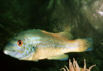 Image of Labrus mixtus (Cuckoo wrasse)