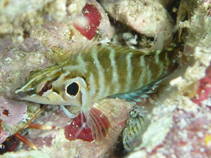 Image of Brockius nigricinctus (Spotcheek blenny)