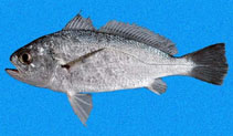 Image of Larimus pacificus (Pacific drum)