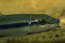 Image of Labeo parvus 