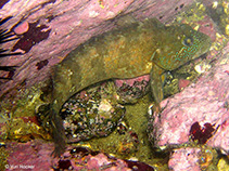 Image of Labrisomus philippii (Chalapo clinid)