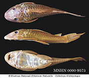 Image of Lasiancistrus schomburgkii 