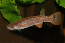 Image of Laimosemion rectocaudatus 