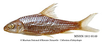 Image of Labeobarbus rocadasi 