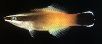 Image of Labroides rubrolabiatus (Redlip cleaner wrasse)