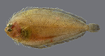 Image of Laeops natalensis (Khaki flounder)