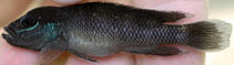 Image of Lamprologus teugelsi 