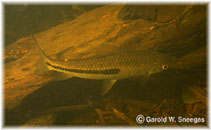 Image of Leporinus agassizii 