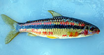 Image of Leporinus amae (Parrot Leporinus)