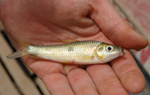 Image of Leporinus arimaspi 