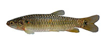 Image of Lebiasina bimaculata (Twospot lebiasina)