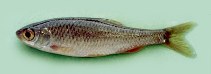 Image of Petroleuciscus borysthenicus (Dnieper chub)