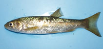 Image of Squalius carolitertii (Bordallo)