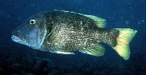 Image of Lethrinus erythracanthus (Orange-spotted emperor)