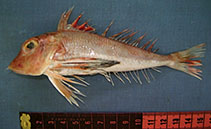 Image of Lepidotrigla faurei (Scalybreast gurnard)