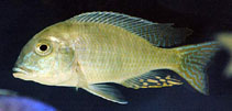 Image of Lethrinops furcifer (Greenface sandsifter)