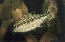 Image of Lethrinus genivittatus (Longspine emperor)